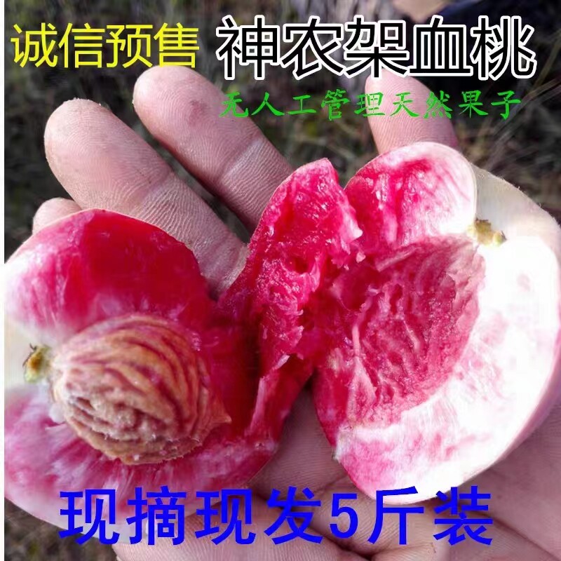 神农架正宗老树血桃脆甜