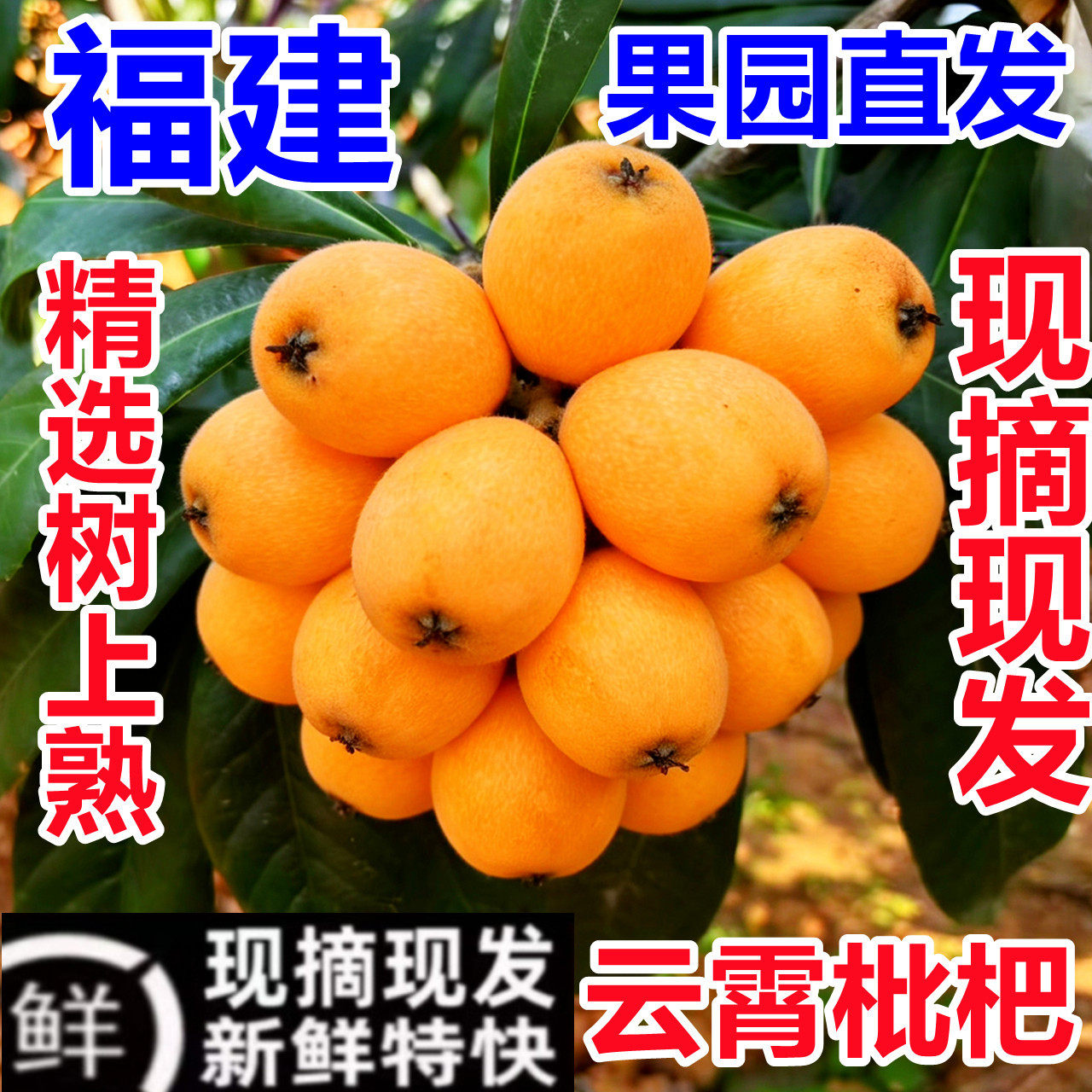 枇杷新鲜现摘批把福建云霄枇杷当季琵琶大果孕妇水果3整箱5斤包邮