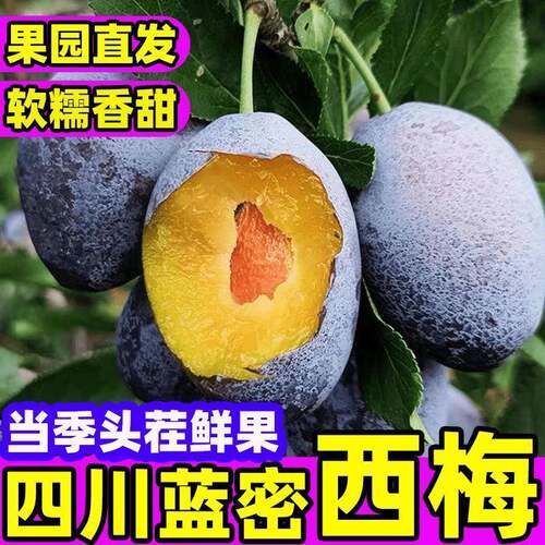 现货西梅新鲜5斤正宗蓝蜜法兰西水果当季整箱顺丰包邮甜李子礼盒3