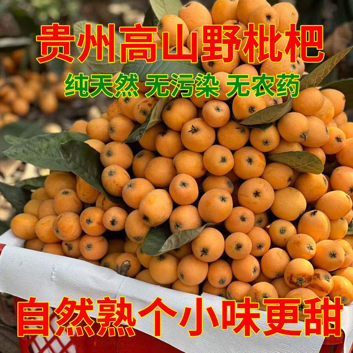 【高山土枇杷】枇杷贵州高山老树新鲜现摘自然熟蜂糖枇杷产地直发