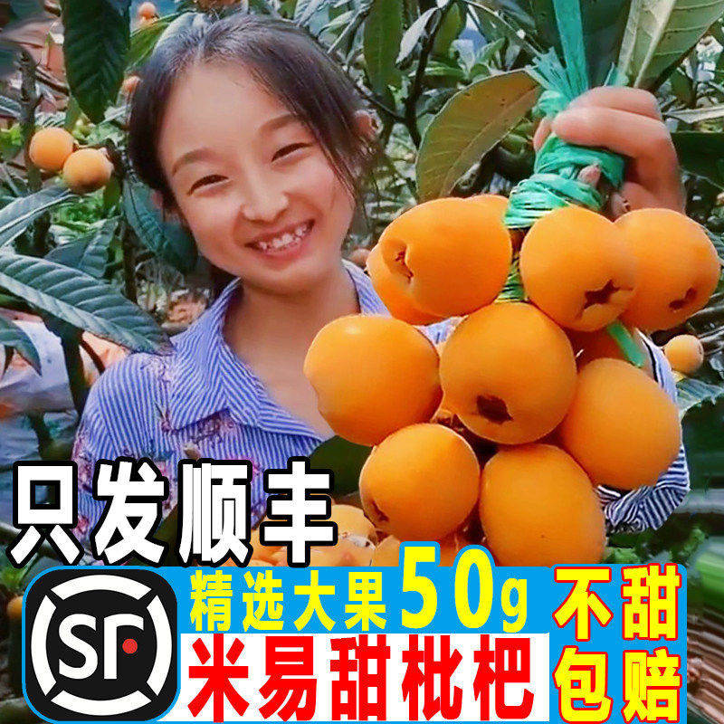 四川攀枝花米易枇杷大果新鲜琵琶水果琵笆琵芭特级大五星批把鲜果