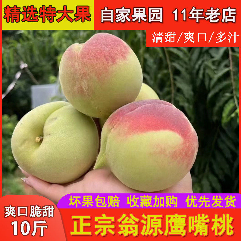 特大果正宗广东翁源鹰嘴