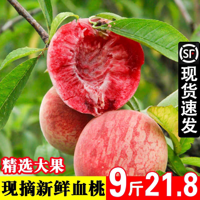 正宗血桃当季新鲜桃子应季时令水果孕妇水蜜桃现摘整箱脆甜