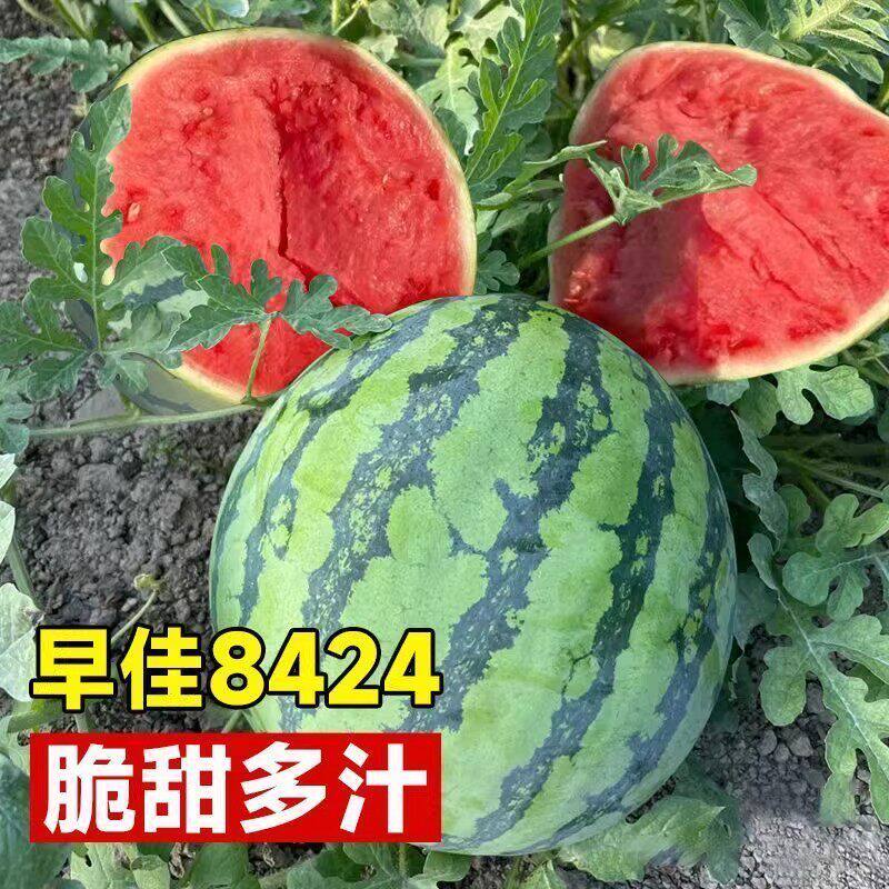 正宗超甜麒麟冰糖西瓜8424现摘薄皮无籽有籽美都新鲜西瓜水果