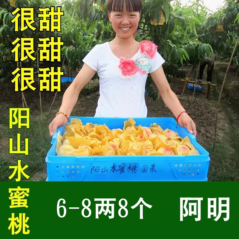 【阿明】正宗无锡阳山水蜜桃6-8两白凤 大桃子水果新鲜桃很甜送礼
