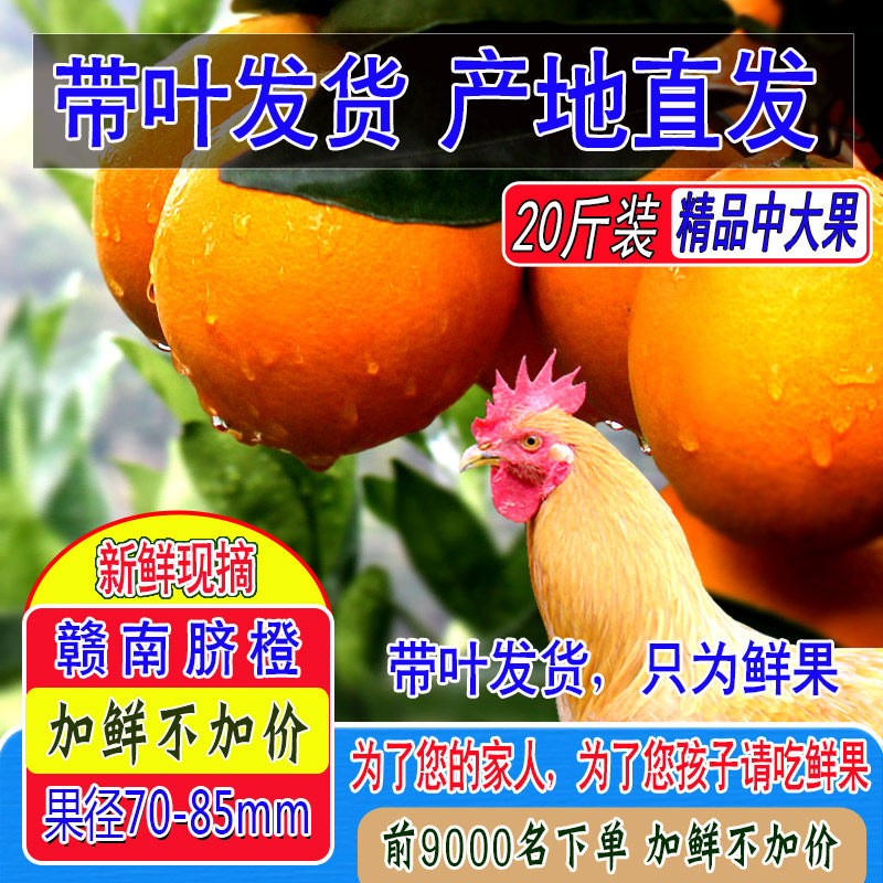 正宗赣南脐橙橙子当季新鲜水果现摘江西寻乌手剥现摘20斤装中大果