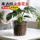 透明可视亚克力热植盆观根透气控根空气柱蝴蝶兰多肉活性花盆家用