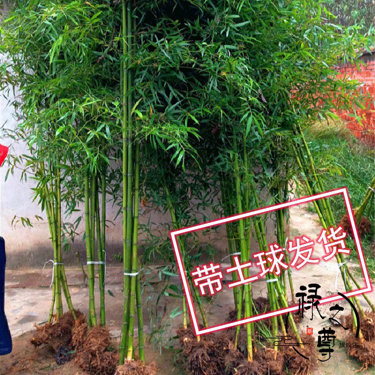 竹子苗 青竹苗 植物庭院风水竹四季常青围墙花园大型户外竹不落叶