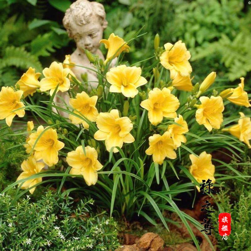 金娃娃萱草大花庭院花园植物花坛绿化四季常开耐寒矮草花易活地栽
