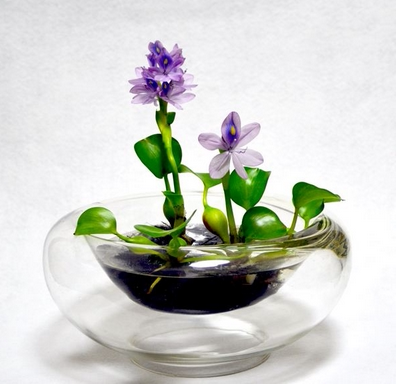 无土栽培水浮莲水生植物水培花卉苗夏季开花净化水质池塘鱼池户外
