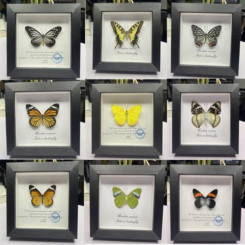蝴蝶标本装饰画送女生送闺蜜