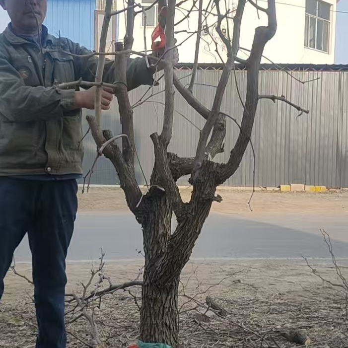 冬枣苗大枣树沾化二代冬枣树间伐精品冬枣树苗枣苗带土球低价