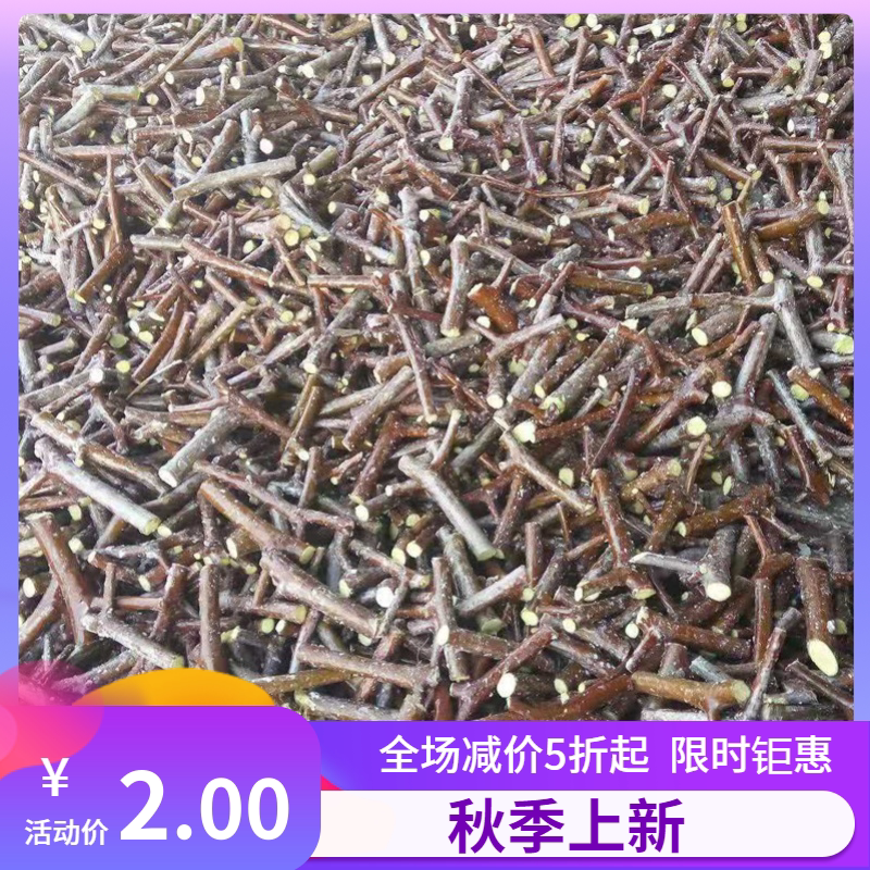 嫁接砧木枣树苗接穗二代冬枣三代冬枣葫芦枣潘枣金丝新四号马牙枣