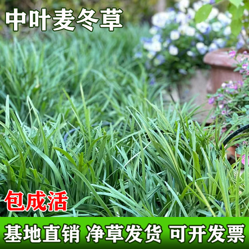 細(xì)葉麥冬矮玉龍草苗四季常青養(yǎng)不死耐寒別墅庭院園林綠化工程草坪