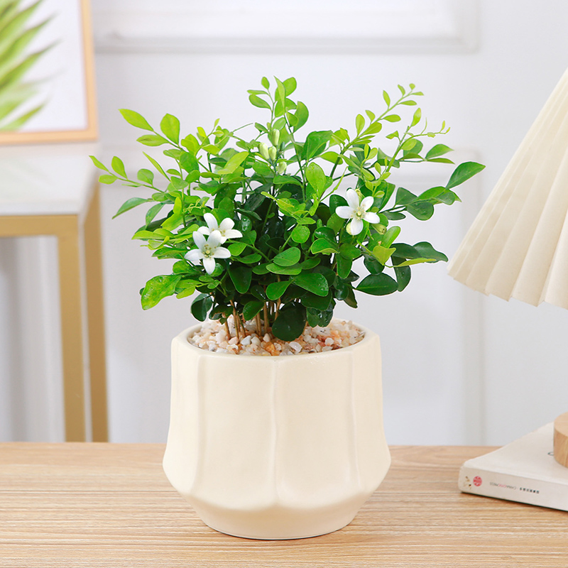 室内客厅或靠窗九里香美观新品