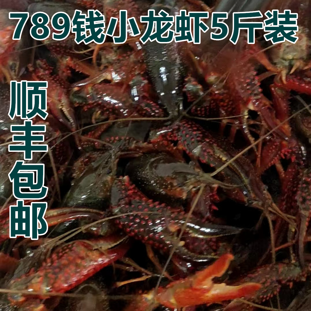 小龙虾鲜活盱眙金湖洪泽湖小龙虾虾清水满肉虾5斤装活虾789大虾
