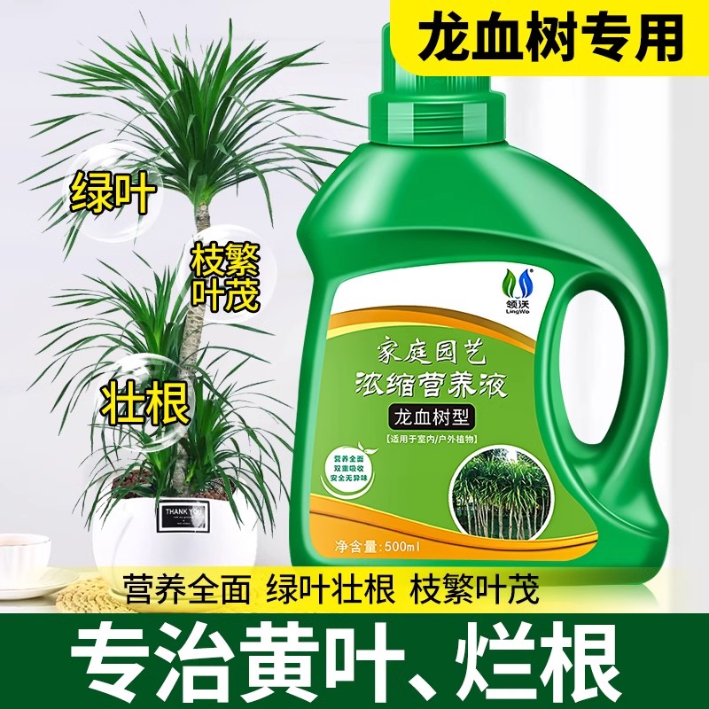 领沃龙血树营养液龙须树专用肥料
