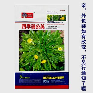 四季蒲公英种子可食用野菜婆婆丁种子室内高产盆栽多年生蔬菜种子