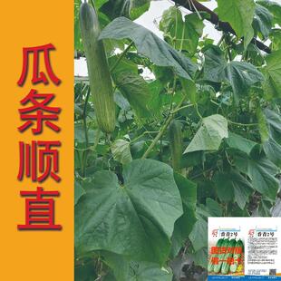 香青二号黄瓜种子早熟丰产耐热春季秋季夏季翠绿清香四季秋播种籽