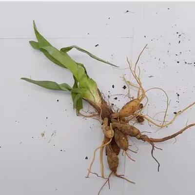 黄花菜苗食用金针菜苗包