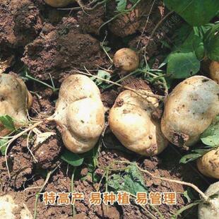 【今年新种】牧马山凉薯种子水果地瓜种籽白瓤早熟土瓜果籽沙葛