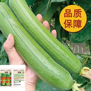 油一号丝瓜种子油亮肉丝瓜新品种早熟丝瓜籽懒人室内
