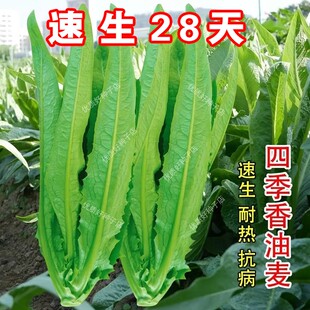 油麦菜籽种四季香油麦菜种子甜脆青菜阳台盆栽蔬菜种孑耐热菜大全