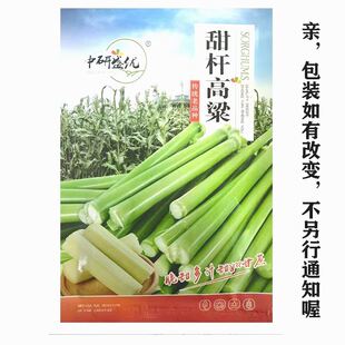 甜杆甜柑种子北方甘蔗种子高粱种子高糖度甜脆多汁甜棒水果种子