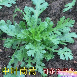 中叶茼蒿种子蒿菜籽四季种阳台盆栽蔬菜种子秋播皇帝菜种子