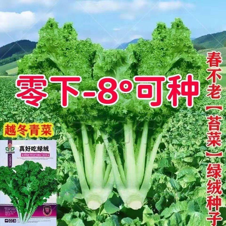 真好吃绿绒菜 春不老菜籽花叶苔菜 菜园菜籽四季播种蔬菜