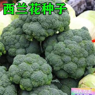 西兰花种籽春秋季花椰菜蔬菜种孑高产耐寒绿菜花四季青花菜种