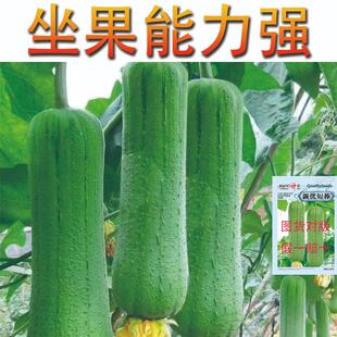 湘妹子新优短棒丝瓜种子早中熟微皱短圆筒形丝瓜原装正品高产