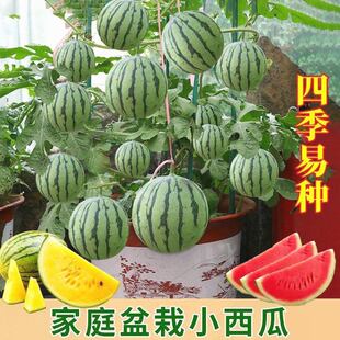 高产盆栽小西瓜种子8424红黄西瓜种籽麒麟阳台水果种孑高产四季播