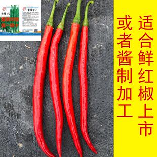 美辣一号辣椒种子两用超长春季辣味薄皮微辣秋播四季香辣特辣种籽