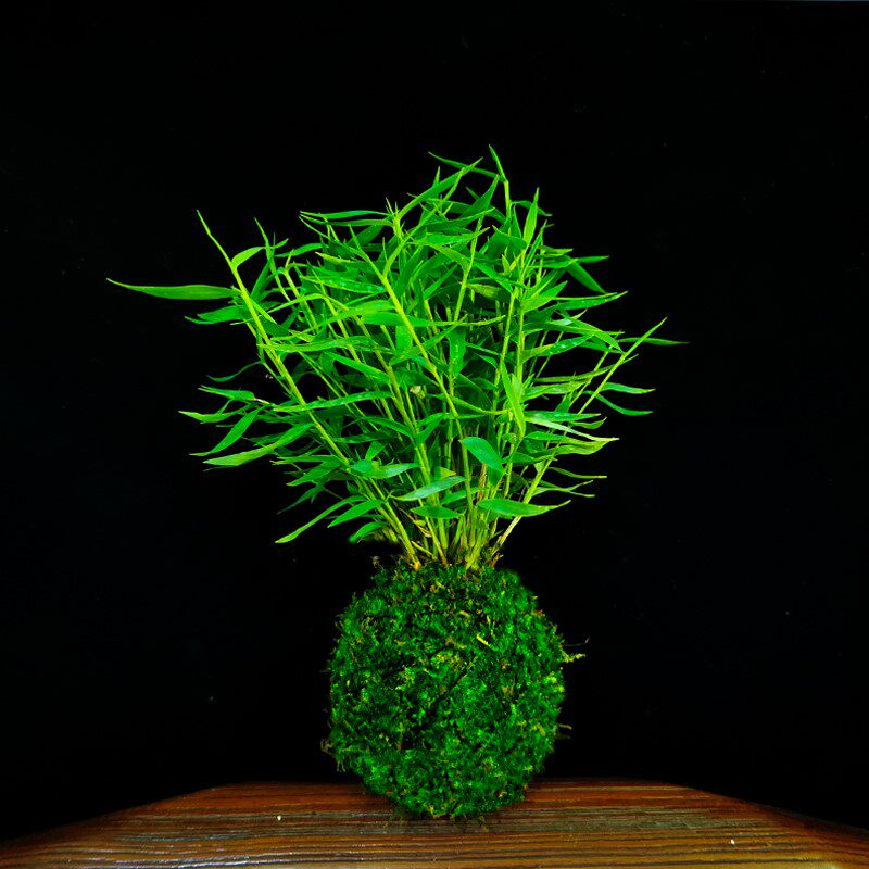 苔藓球盆景价格 苔藓球盆景图片 星期三