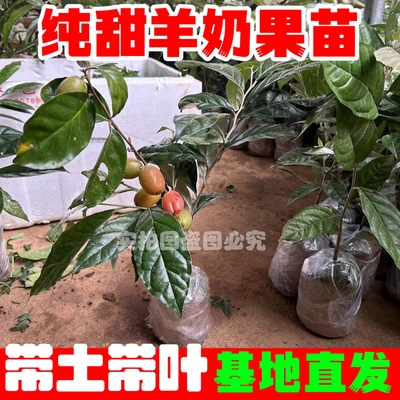 德甜二号羊奶果当年结果盆栽地栽