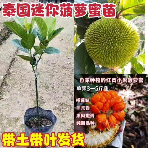 新品种迷你小菠萝蜜果树苗泰国红肉菠萝蜜嫁接苗盆栽地栽当年结果