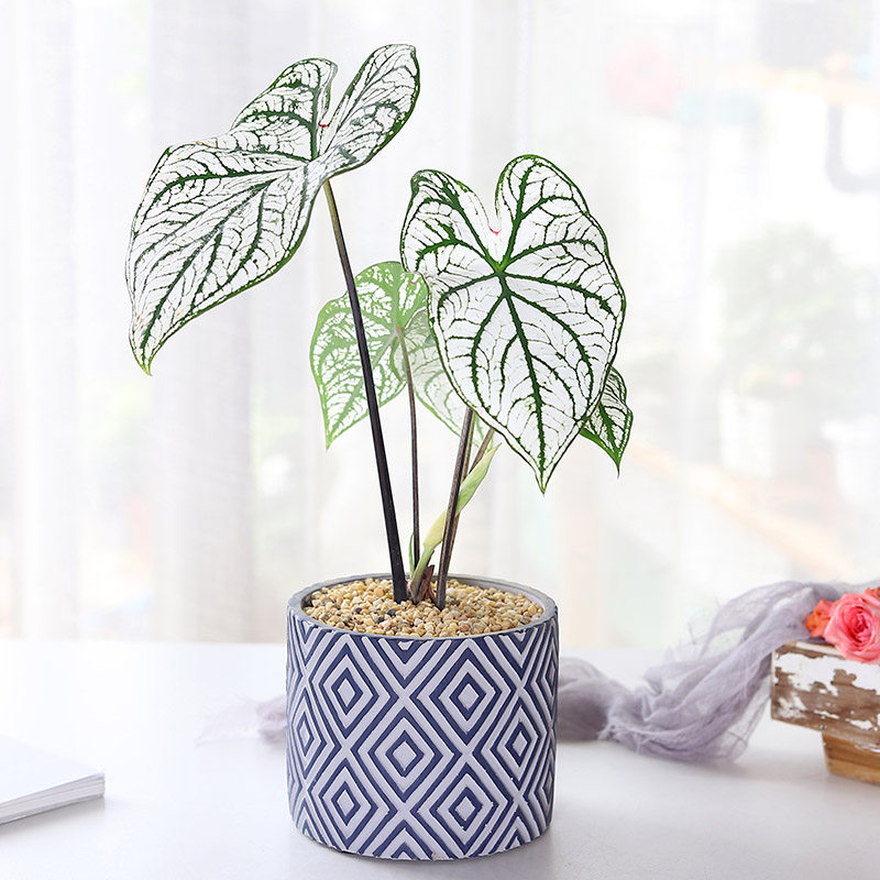 彩叶芋花叶竹芋盆栽办公室桌面绿植净化空气水培水养海芋叶芋植物