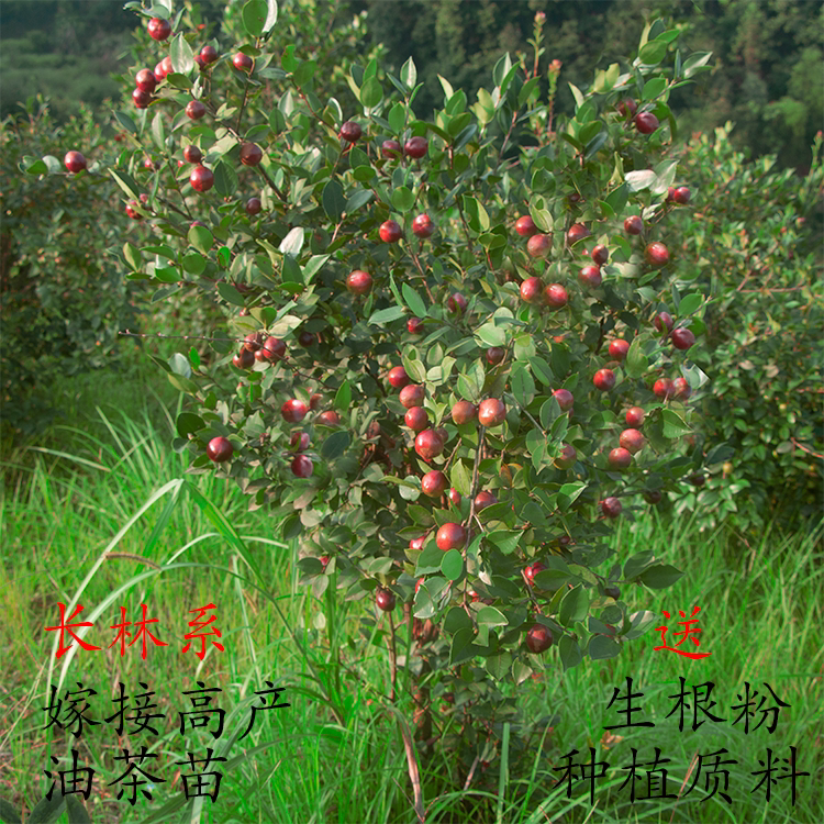 油茶苗江西长林系高产嫁接良种油茶树苗当年结果茶子树大果杯苗