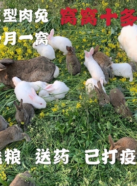 兔子活物肉兔公母一对巨型小白兔活体宠物家兔幼崽肉兔子苗月月兔
