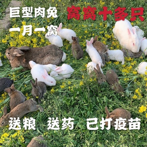 拍两只发一对纯种肉兔疫苗齐全