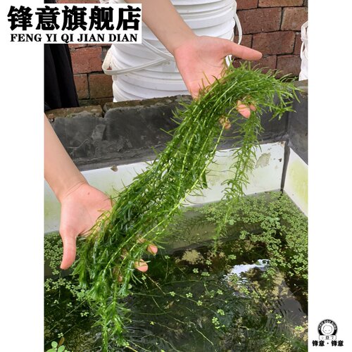 的金鱼养水草素材模板 的金鱼养水草图片下载 小麦优选