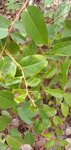 云南原生态透骨香中药材滇白珠透骨草全株满山香搜山虎原生态新鲜