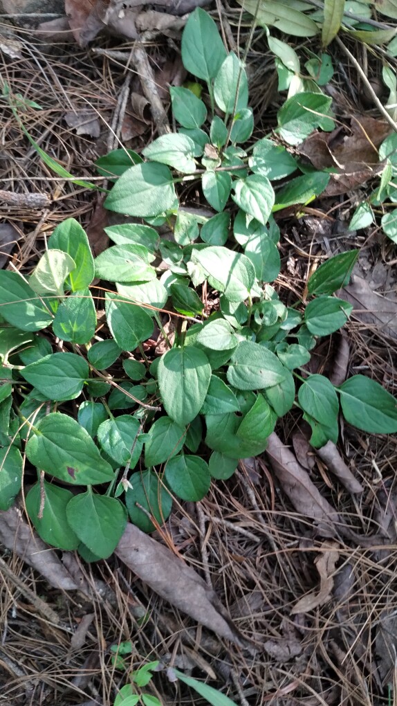 新鲜现挖兔耳草 兔耳风 杏香兔儿草兔耳风 一柱香 一支香中药材