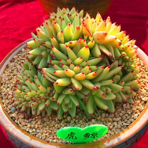 多肉虎鲸缀化价格 多肉虎鲸缀化图片 星期三