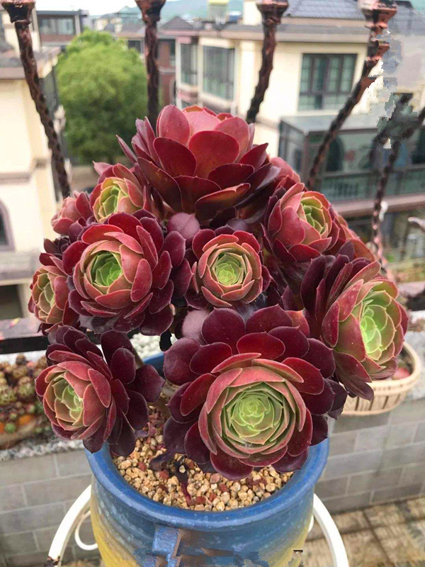 玫瑰法师稀有品种韶秀老桩群生多头多肉植物组合盆栽大型大颗