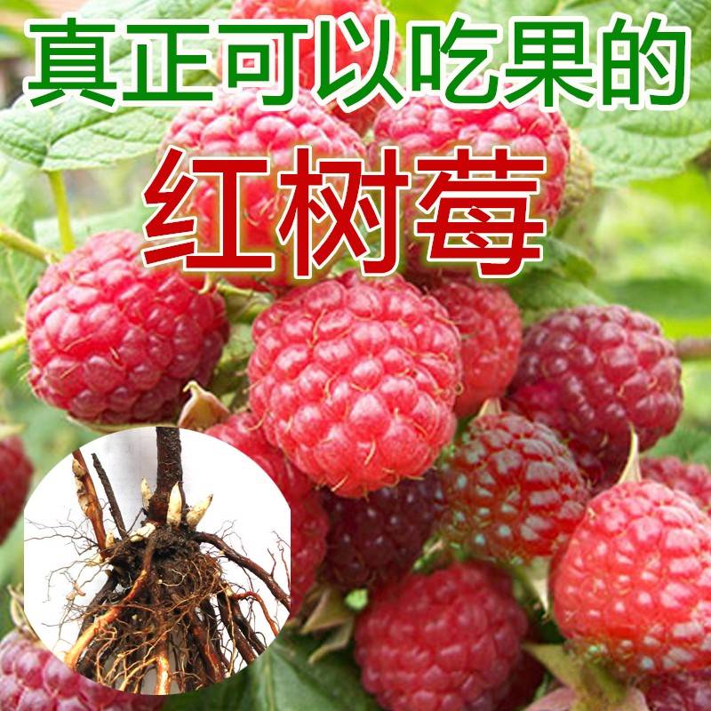 红树莓苗当年结果可食用水果盆栽苗南北方种植地栽覆盆子苗树莓苗