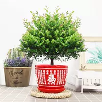 Пять -летняя свай Чинцы+Хонгфу Керамический бассейн, посадка горшка с горшками