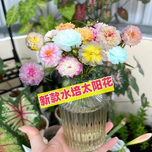 重瓣太阳花苗宿根混色植物绿植花卉盆栽四季 开花带根花带苞发货