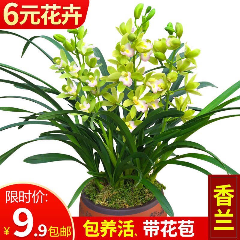 兰花苗带花苞【香兰】盆栽室内四季好养建兰四季兰花桌面绿植花.